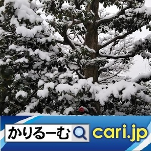70_snow211227w500x500.jpg